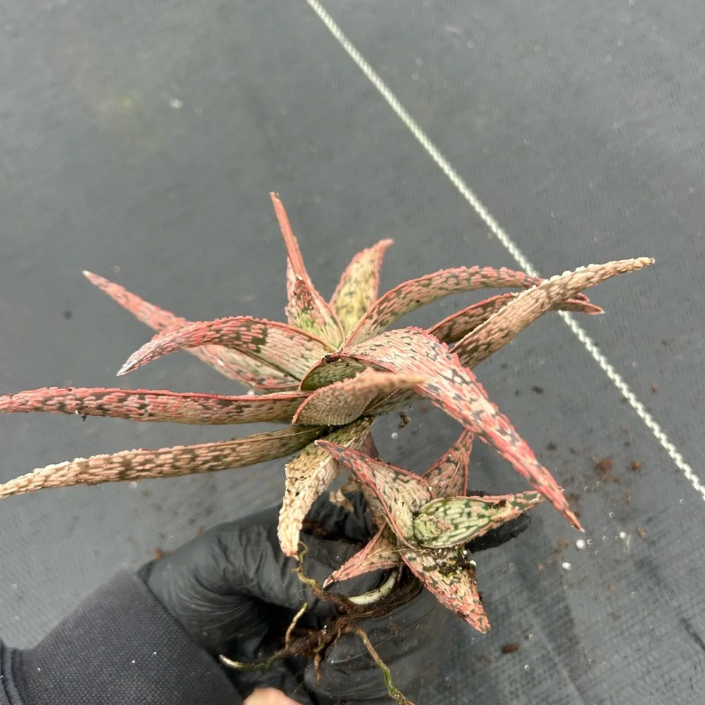 Exotic Reptile Plant - Red and Green